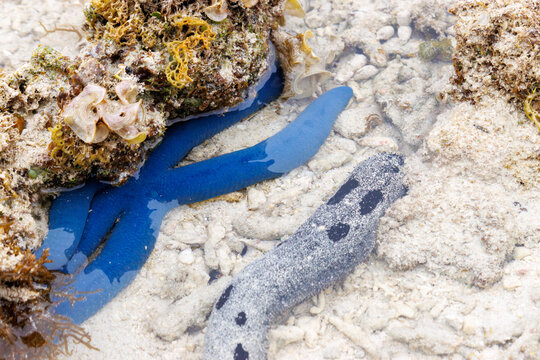 春の大潮で大きく潮の引いた前浜ビーチ。
普段は水底にいる、大きなアオヒトデ（ホウキボシ科）やクロナマコ（クロナマコ科）が顔を出している。
日本国沖縄県島尻郡慶良間諸島の阿嘉島にて。
2021年4月29日撮影。
Large Blue Sea Star (Linckia laevigata) and lollyfish, Sea Cucumber (Holothuria atra), which ar