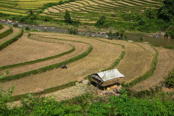 Harvest time at the stunning rice terraces of Mu Cang Chai, Yen Bai, Vietnam