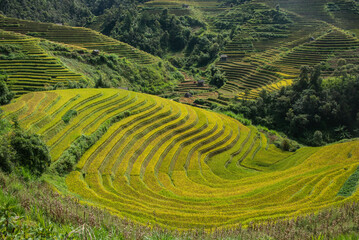 Fototapeta na wymiar The beautiful rice terraces of Mu Cang Chai, Yen Bai, Vietnam