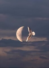 seagull flying over the moon, moon in the sky - obrazy, fototapety, plakaty