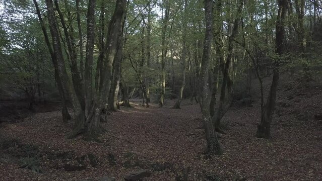 For&ecirc;t de Broc&eacute;liande - Le Val sans Retour 3