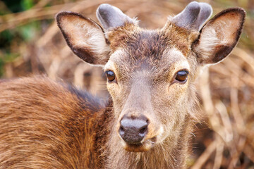 Naklejka na ściany i meble 天然記念物のケラマジカ（アカシカ）。 希少な野生動物ですが、日中から町中に普通に現れます。 写真は集落前の前浜（メーヌハマ）ビーチにて。 日本国沖縄県島尻郡慶良間諸島の阿嘉島にて。 2021年4月29日撮影。 The kerama deer (Aka deer) is a natural treasure. Although a rare wild animal, they commonly ap