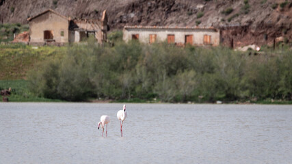 flamingos in a lagoon near demolished houses