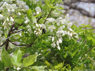 白い藤の花と蜜を吸うタイワンタケクマバチ