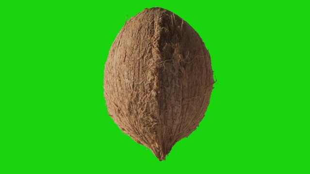 Coconut on green screen. Rotating view of coconut outer husk. Unbroken, unopened shell of delicious and healthy organic food.