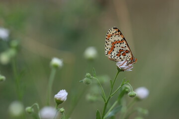 una farfalla fritillaria su un fiore
