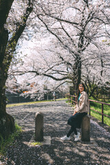 Traveler asian woman travel in sakura cherry blossom  tree in Negawa Green Road Tachikawa Tokyo Japan in spring season - 797713529