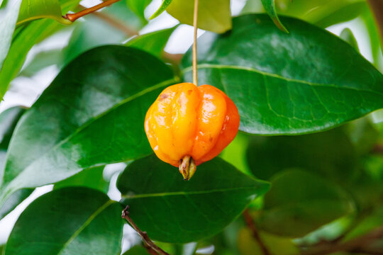 南国特有のアセロラ（キントラノオ科）の実が成っている。
日本国沖縄県島尻郡慶良間諸島の阿嘉島にて。
2021年4月29日撮影。
Acerola (Malpighia emarginata), which is unique to the tropics, is bearing fruit.
