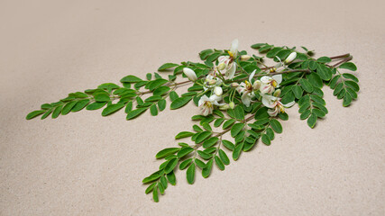 flower and young leaves of Fresh green medicinal Pods of Moringa oleifera, horseradish, drumstick tree Isolated on a black background. it has great medicinal properties and health benefits. Sojna data