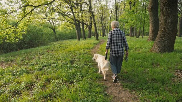 An elderly woman walks her dog in the park, rear view. Walking along a forest path