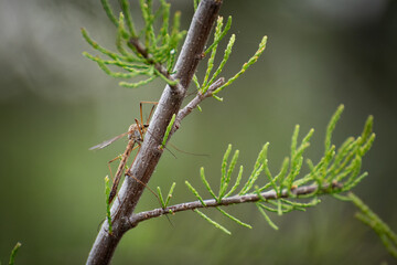 crane-fly on a branch in nature, Almodovar del Campo, Spain