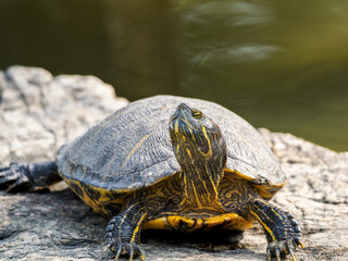 アカミミガメ・ミドリガメ