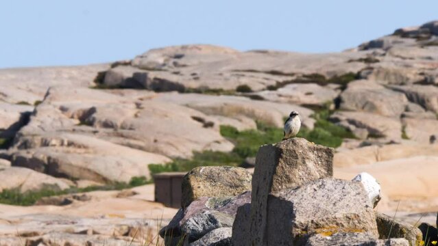 Great Gray Shrike Perched on Coastal Rock in Coastal Scenery