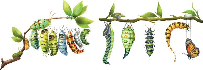 Lepidoptera metamorphosis. Caterpillar to butterfly development process cocoon transformation
