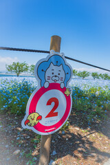 舞洲ネモフィラ祭り