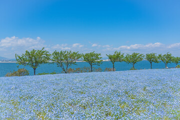 舞洲ネモフィラ祭り