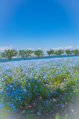 舞洲ネモフィラ祭り