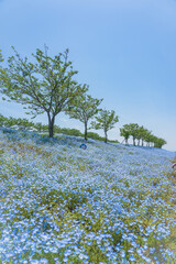 舞洲ネモフィラ祭り