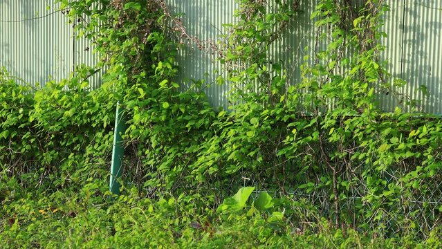 フェンスと雑草　住宅地　イメージ