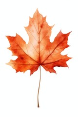 Obraz premium Maple leaf plant tree fragility.