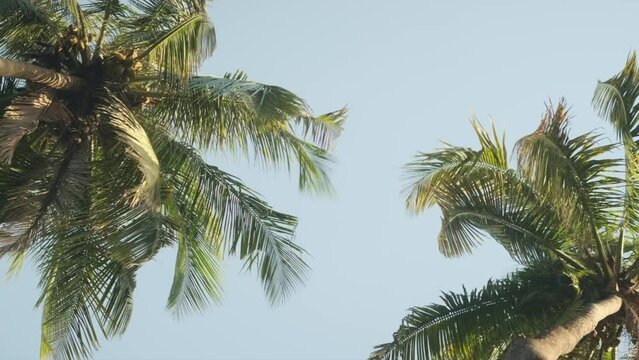 Two palm trees swaying in the wind from underneath