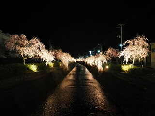 山形県天童市　倉津川の夜桜