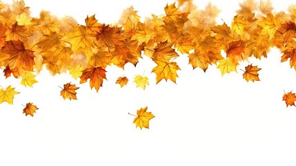 Cascade of golden maple leaves gently falling, bottom copyspace, white background