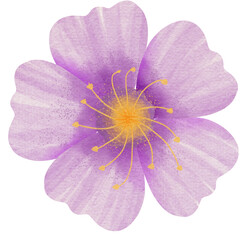 Obraz premium Purple flower