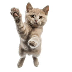 Obraz premium scottish fold cat isolated