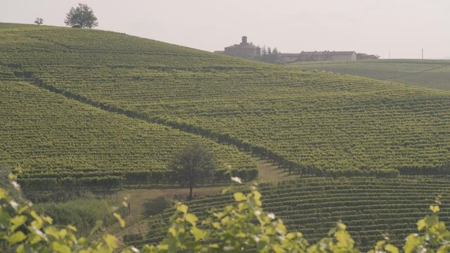 Hilly Italian Piedmont Vineyard Scenery At Sunrise With Castle In the Background - Static a