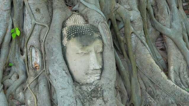 Buddha's head trapped by tree roots in a temple in Ayutthaya. Zoom in