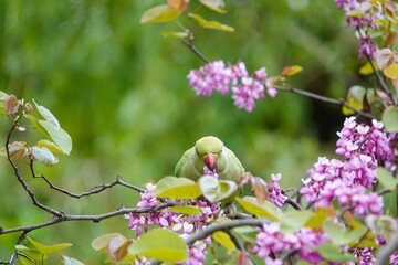 Une perruche verte mange des fleurs de gainier occidental
