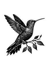 hummingbird vector