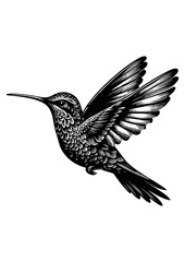 hummingbird vector © CROP MEDIA