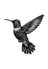 hummingbird vector