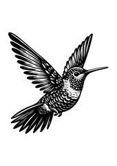 hummingbird vector © CROP MEDIA