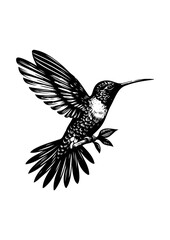 hummingbird vector