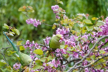Des perruches vertes mangent des fleurs de gainier occidental
