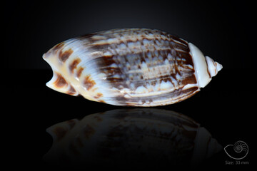 365 different seashell. macro image, for art, for sience.
