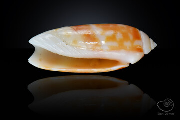 365 different seashell. macro image, for art, for sience.