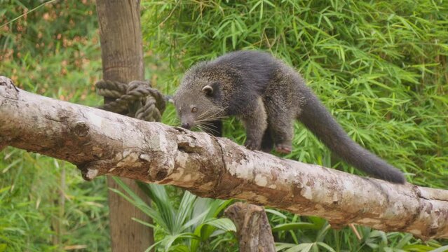 Binturong or bearcat walking on wooden fence. Close-up