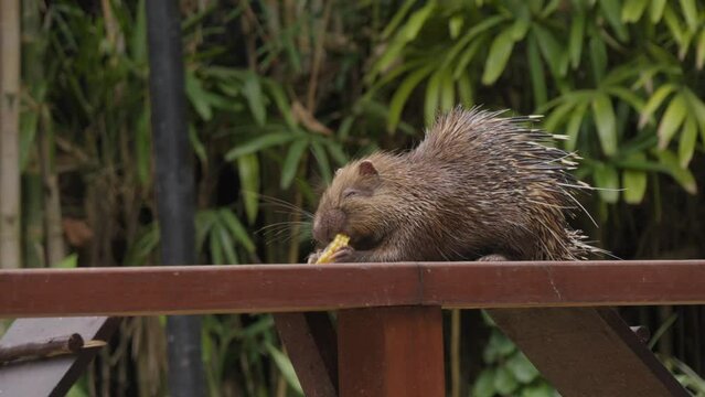 Sunda porcupine or Javan porcupine eating on wooden fence. Close-up