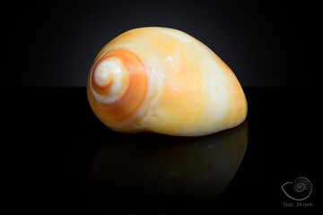 365 different seashell. macro image, for art, for sience.