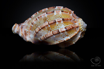 365 different seashell. macro image, for art, for sience.