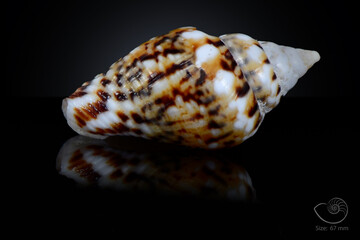 365 different seashell. macro image, for art, for sience.