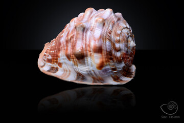 365 different seashell. macro image, for art, for sience.
