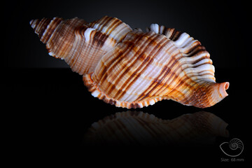 365 different seashell. macro image, for art, for sience.