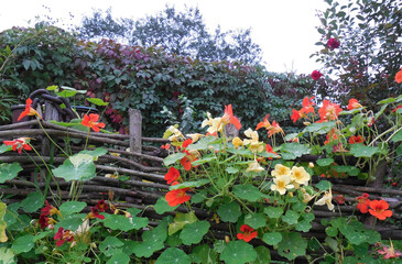 Nasturtium (Tropaeolum) of the Alaska variety with red, yellow and orange flowers and variegated leaves grows on a support. Landscaping of a homemade wattle fence, garden decor, landscape design.