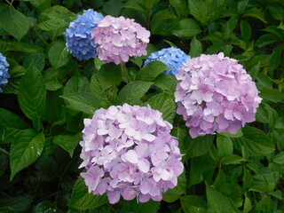 The beautiful woody garden plant Hydrangea paniculata blooms in the garden in summer. There are pink and blue large effective inflorescences in the frame.