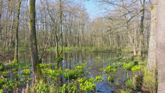Jungle river nature scenic green beautiful park water water plant